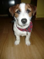 /album/cari/barny-jpg/